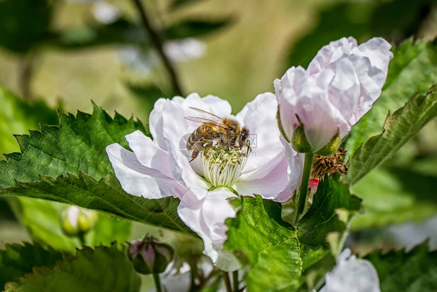 蜜蜂在白樱花树上采集花粉图片