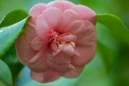 粉色骆驼的花朵花园里的卡美莉图片