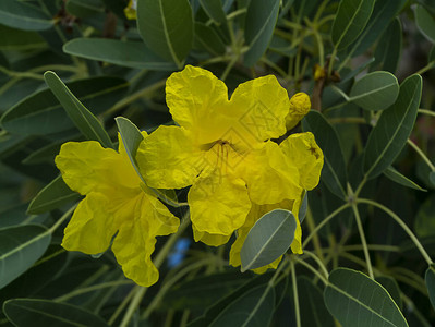 Tabebuiaaurea花朵盛开在绿叶和树枝上图片