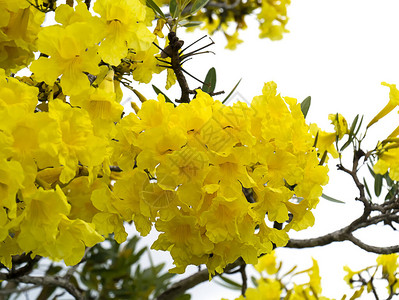 Tabebuiaaurea花朵盛开在绿叶和树枝上图片