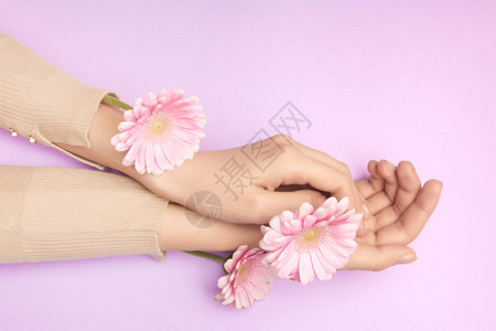 温柔女花朵的粉红花瓣握在紫罗兰背景上美容院广告的概念薄手图片