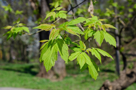 在阳光明媚的春日树枝上生长的小绿叶图片