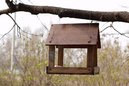 鸟的小房子一个固定在树上的椋鸟屋树鸟屋图片