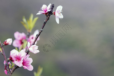 树开始花的第一芽高清图片