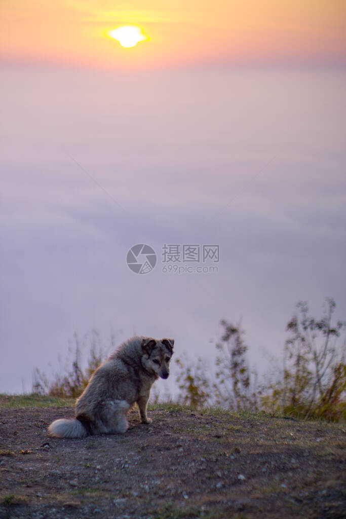 美丽的山地风景一片雾的清晨日出一只流浪狗草图片