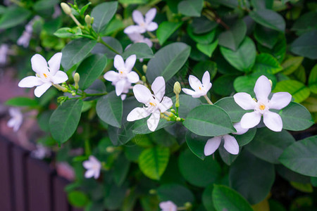 美丽的绿叶灌木和娇小的满天星斗的纯白花瓣绽放着芬芳的花朵图片