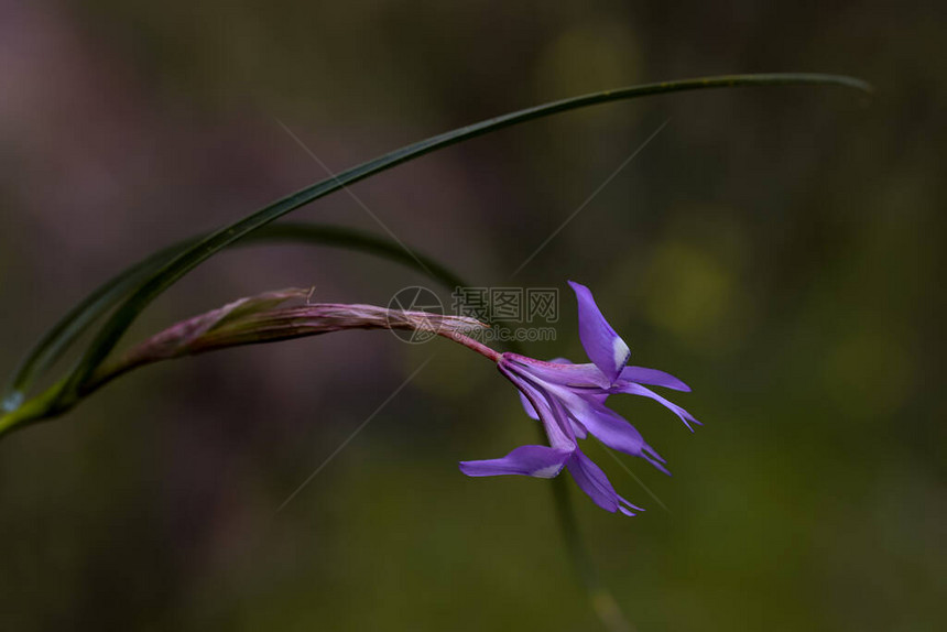 鹧鸪番红花铁线莲图片