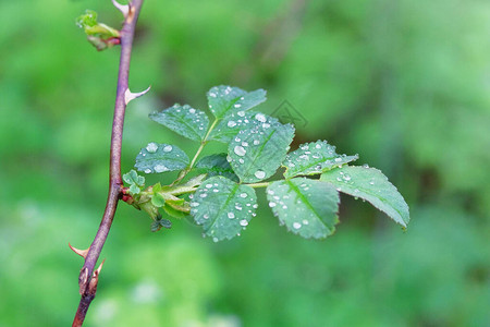 在的树枝上滴雨图片