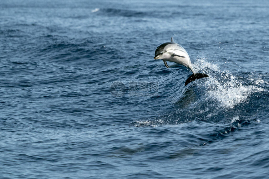 条纹海豚在海外跳跃图片