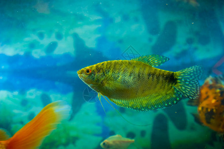 水族馆里的彩色热带鱼图片