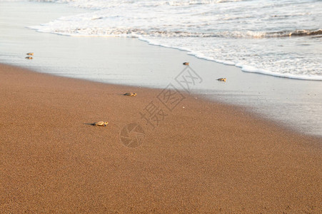 埋没在哥斯达黎加勒比海岸的Tortuguero海滩上背景