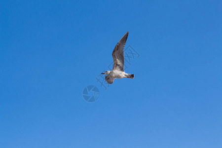孤立的海鸥在蓝天飞翔图片