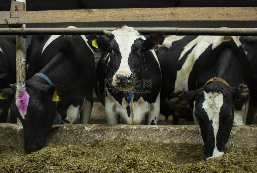 牛在畜牧农场上奶牛在养图片
