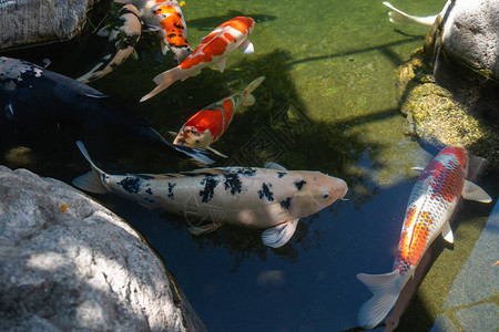 锦鲤池美丽的五彩锦鲤鱼在池塘里干净的水石头美丽的倒图片