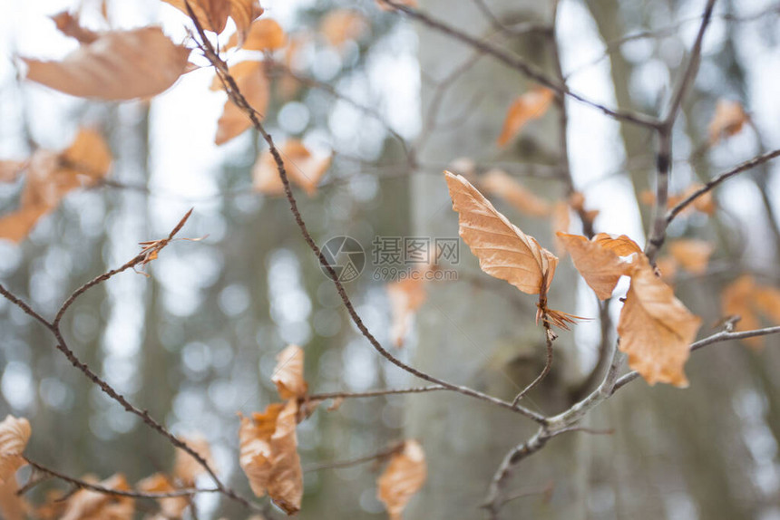 秋天的白桦树叶仍然坚定地站在树枝上干叶子图片