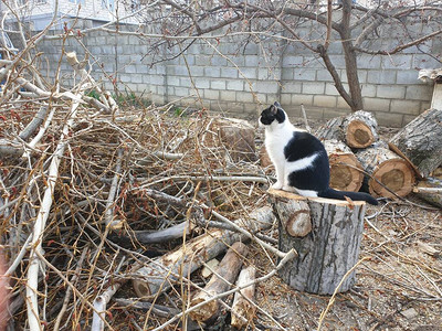 黑白的猫在图片