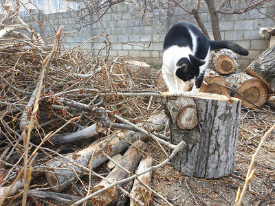 黑白的猫在图片