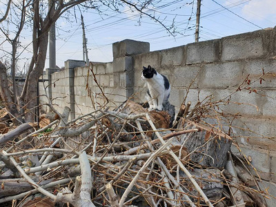 黑白的猫在图片