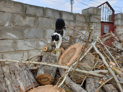 黑白的猫在图片