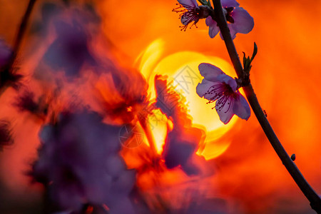 黄昏逆光下的花丝桃树在自然园林中绽放图片