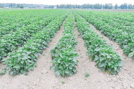 美国华盛顿肯特灌木豆农场的横向景象一连串的豆类山可以与西北地貌在背景下收获背景图片