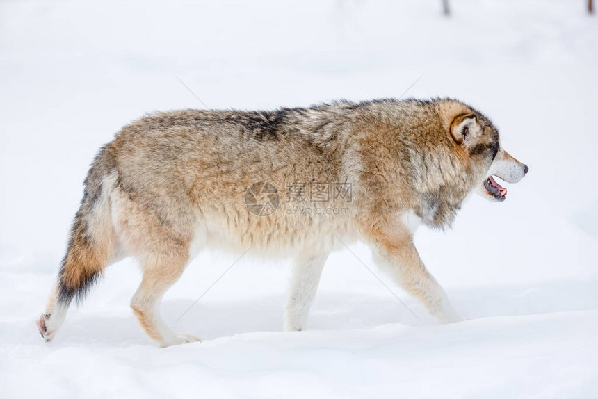 寒冬CanisLupus在雪上行走图片