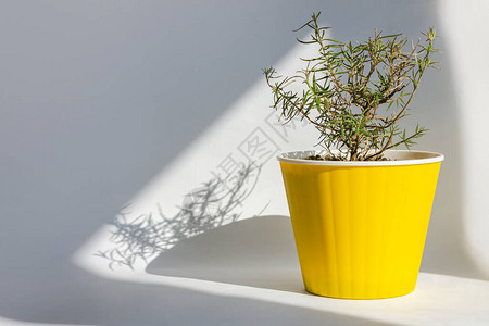 城市丛林园艺概念室内植物迷迭香在时尚的亮黄色锅中窗台上的健康植物图片