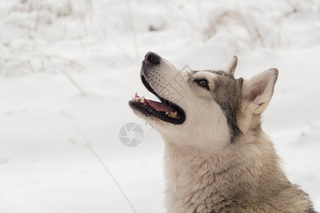 西伯利亚的哈斯基野狼狗在冬天背景图片