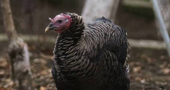 土耳其农场照片美丽的火鸡在农场土耳其的电影视图照片用图片