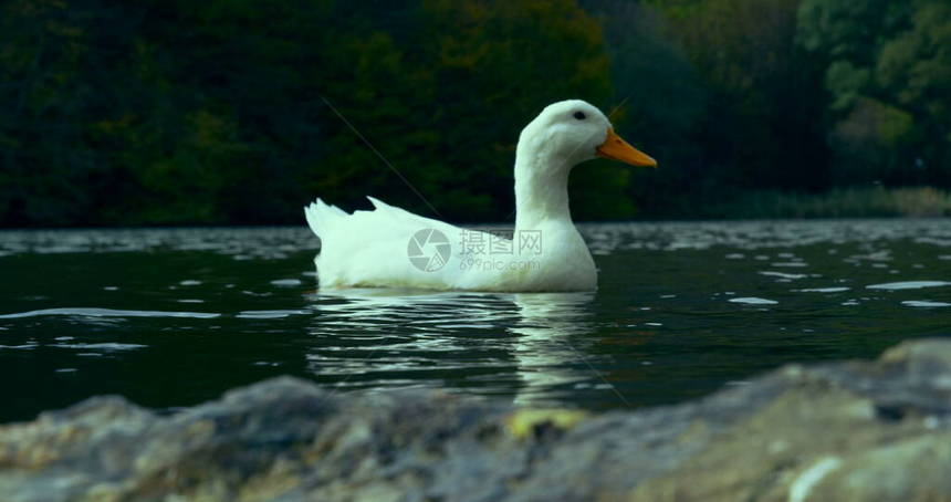 野生美丽的鸭子在湖水自然的电影照片中游泳图片