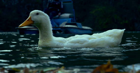 野生美丽的鸭子在湖水自然的电影照片中图片