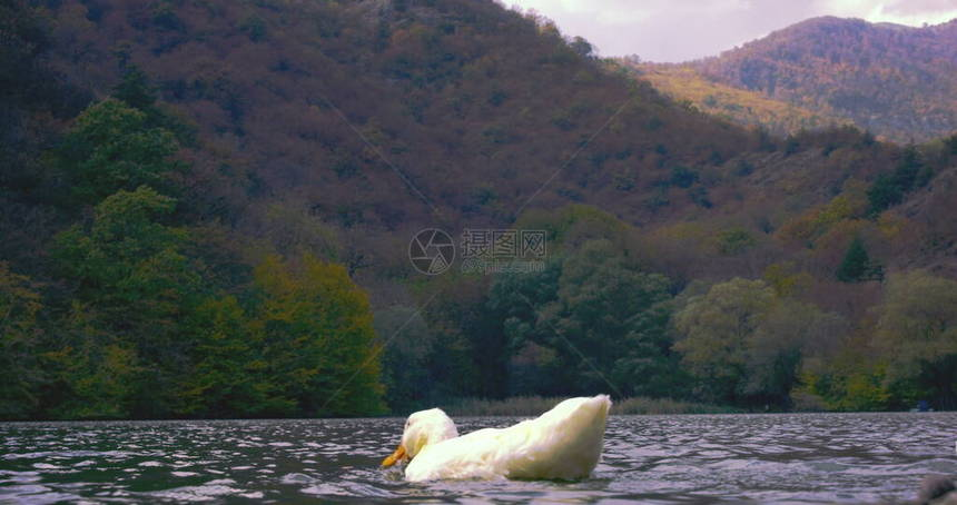 野生美丽的鸭子在湖水自然的电影照片中游泳图片