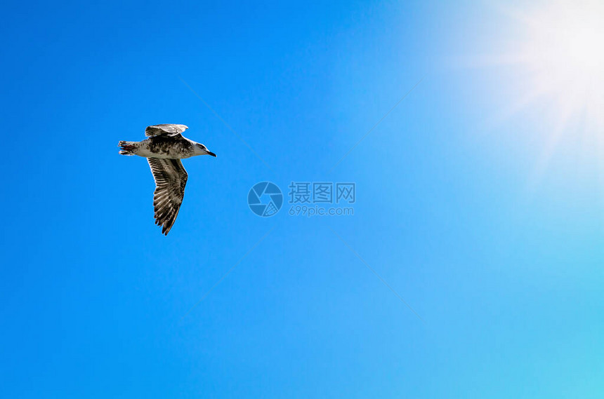 鸟儿在蓝天上飞翔图片