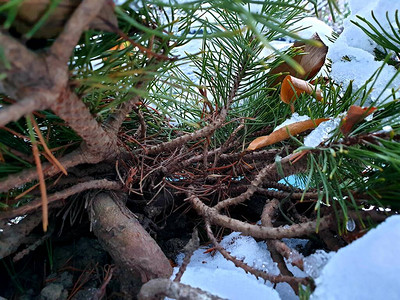圣诞树枝在冬季下雪时堆图片