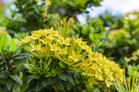 一群美丽的黄色小花瓣背景图片