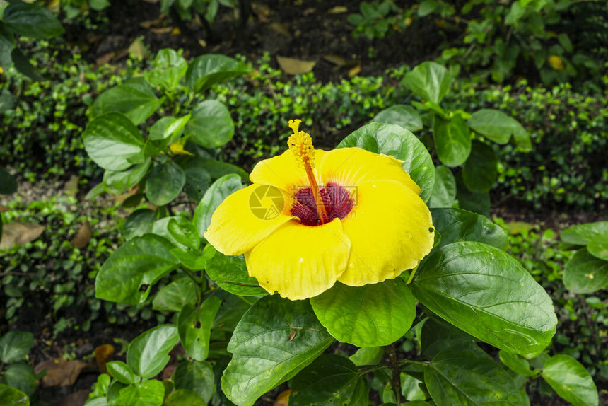 夏威夷芙蓉花的大黄色花瓣覆盖在红色长雄蕊和雌蕊周围图片