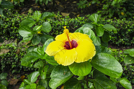 夏威夷芙蓉花的大黄色花瓣覆盖在红色长雄蕊和雌蕊周围背景图片