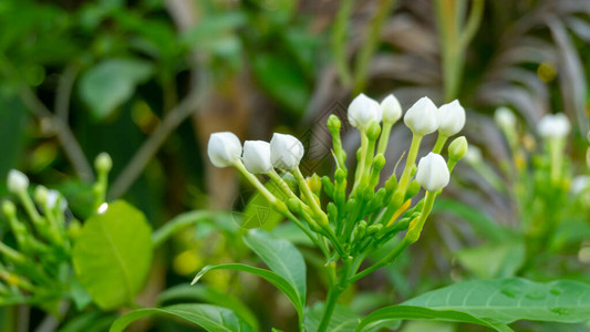 花园绿叶上一束纯白的栀子绉茉莉花图片