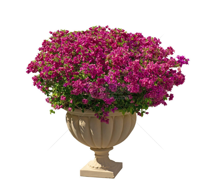 美丽的紫布吉安维拉花瓣图片