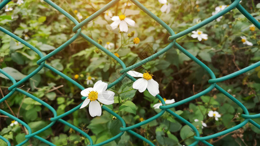 阳光下微小的花朵闪耀纯白色花瓣和绿叶植物在绿铁丝网围篱背景图片