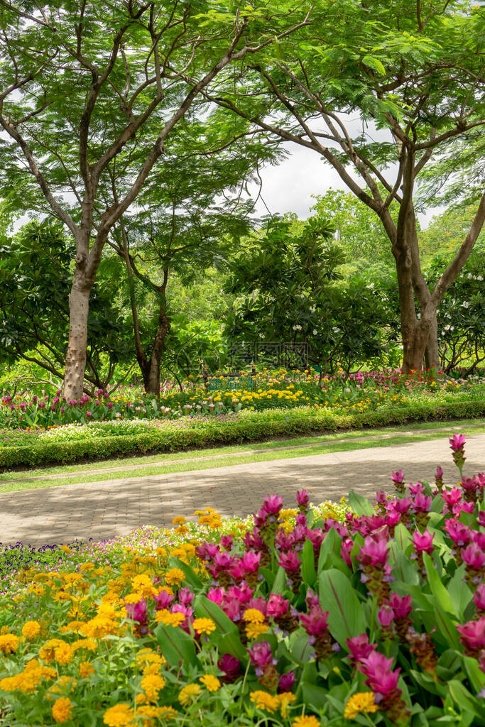 花园中开花的植物粉红暹罗郁金香或夏日郁金香以及在绿树下绽放的五颜六色的花朵图片