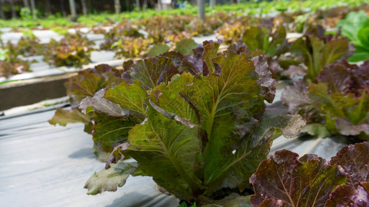 有机农田蔬菜种植温室遮荫下苗圃黑色塑料片在棕壤上铺展的青红图片