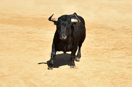 在传统斗牛表演中一头强壮的公牛在西班牙图片