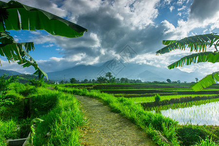 一片广阔的稻田和美丽的景象在北布昆库鲁岛图片