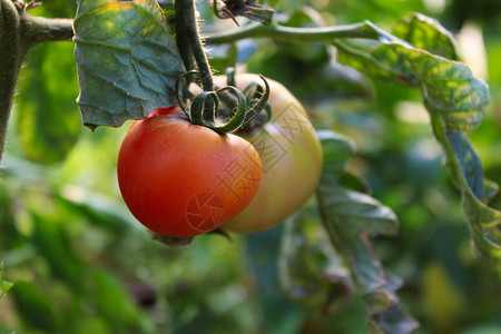 在温室里种植西红柿藤蔓上的西红柿图片