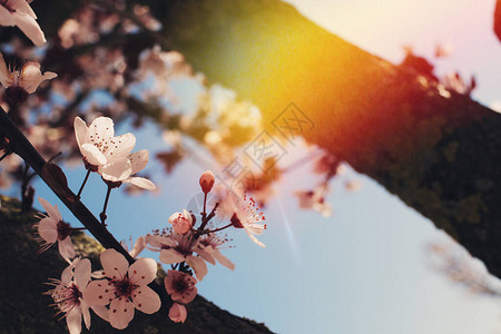 美丽的樱花春天樱桃在蓝天与粉红色的阳光文本的空间花框婚礼概念圣情人节图片
