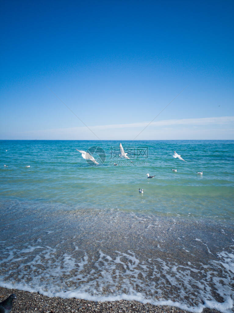 白大海鸥在阳光明媚的一天飞越黑海蓝色波浪纯净的清图片
