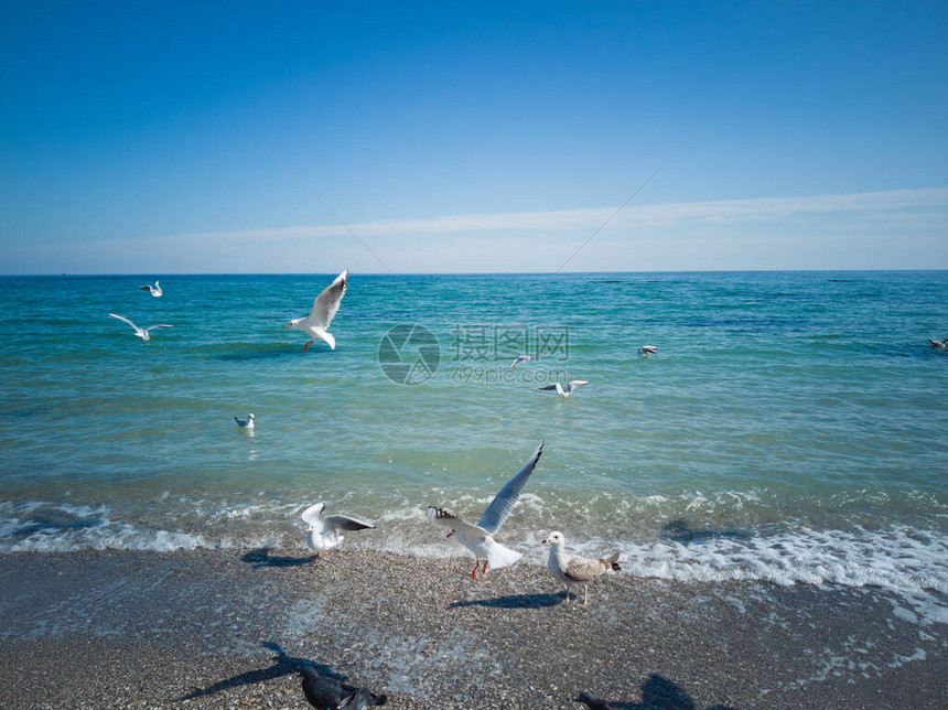白大海鸥在阳光明媚的一天飞越黑海蓝色波浪图片