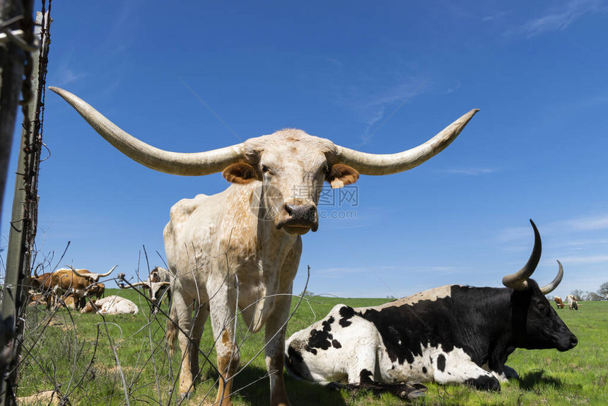一头巨大的白色和棕褐色长角公牛站在围绕牧场的铁丝网围栏旁边图片