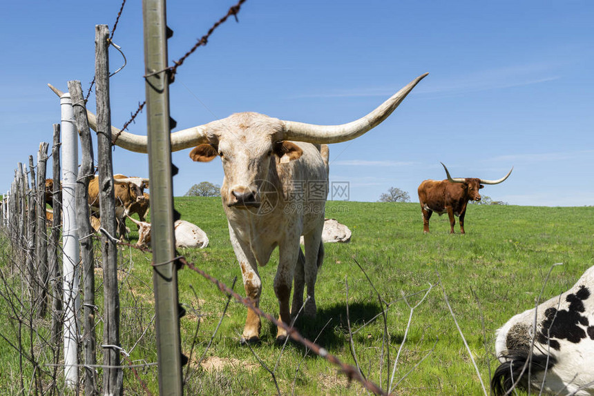 一头白色和棕褐色的大长角公牛穿过牧场边缘的铁丝网图片